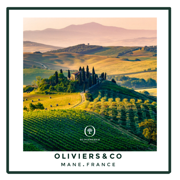 Olivenolje fra Toscana !