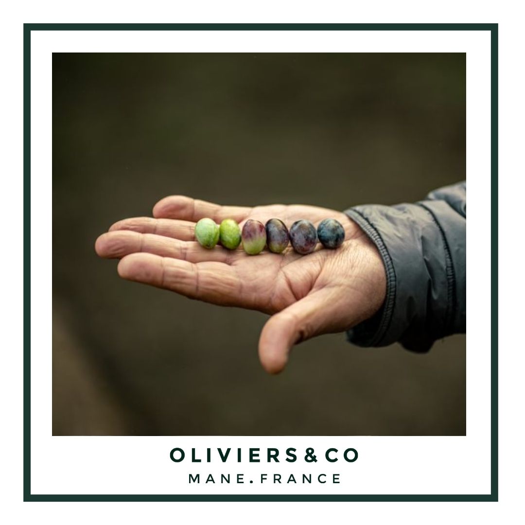 Alle de forskjellige typene oliven 