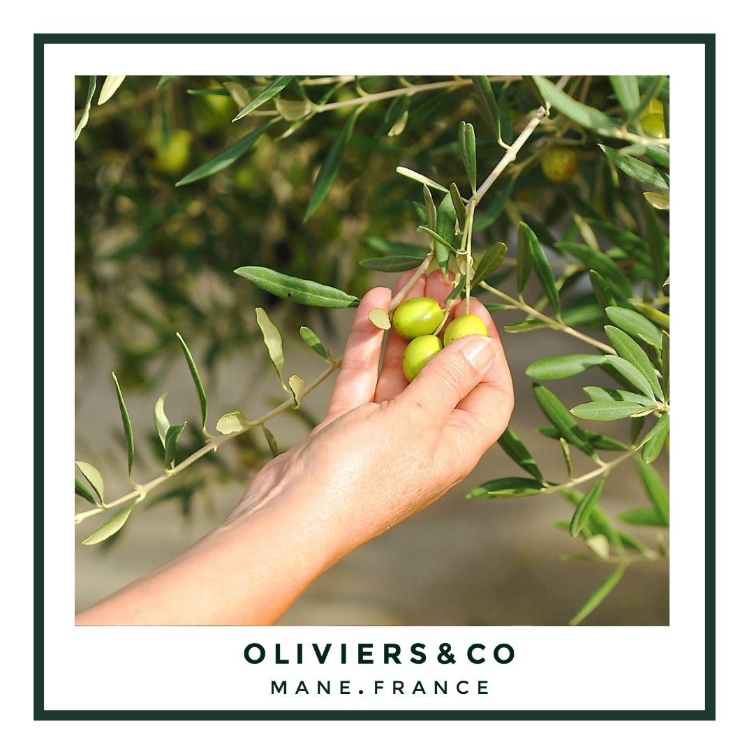 Er olivenolje vegetabilsk olje? 