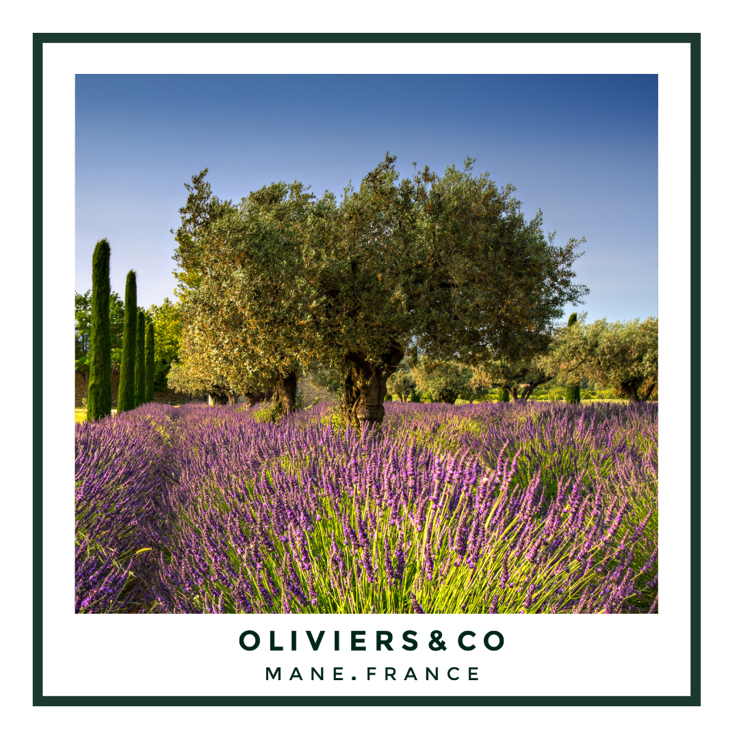 Frankrike & olivenolje